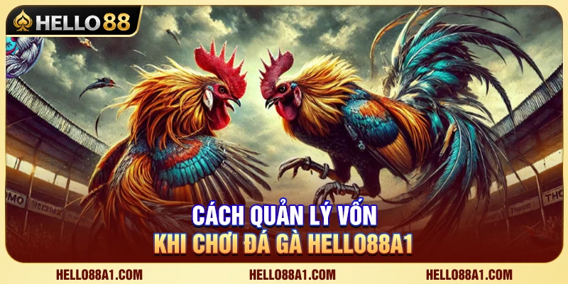 Bí Quyết Quản Lý Vốn Đá Gà Hello88 Để Luôn Bảo Toàn Nguồn Vốn