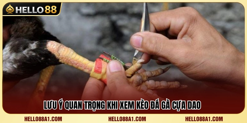 Đá Gà Cựa Dao Hello88 – Những Lưu Ý Khi Xem Kèo 3 Các yếu tố cần quan sát trước khi phân tích kèo