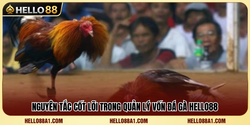 Những nguyên tắc quan trọng khi phân bổ ngân sách cược 
