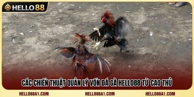 Kinh nghiệm quản lý vốn đá gà Hello88 từ người chơi lâu năm 